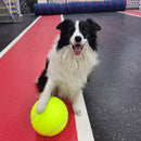 Tênis Ball - A gigante bola para cães